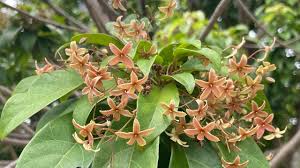 Image result for Sterculia appendiculata
