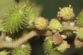 Image result for Xanthium