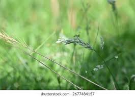 Image result for Eragrostis japonica