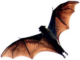 Bats might not be as scary as you think. Bats Are Bengaluru S Enemy No 1 Now