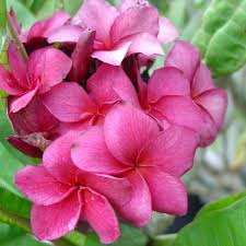 The Plumeria Grapette Beautiful Flowers Flowers Frangipani