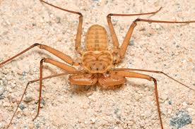 Image result for Amblygonocarpus