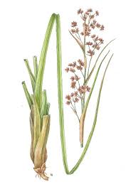 Image result for Cladium mariscus