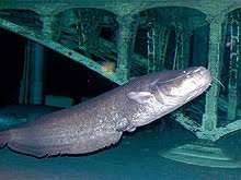 Apr 30, 2018 · initial channel catfish stocking rate usually is 100 fingerlings per surface acre (i.e., 10 per 1/10 acre) in ponds that are not fed or fed inconsistently. Wels Catfish Wikipedia