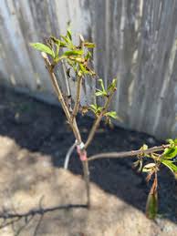 Royal lee & minnie royal: Minnie Royal Royal Lee Cherries In Socal Worth The Effort