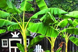 They do make fruit, but it's not edible. The Gift Of A Banana Tree Catholic Review