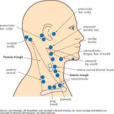 Pictures Of Anterior Cervical Lymph Nodes Lymph Nodes Cervical Lymphedema Treatment