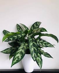 Aglaonema Maria On A Table With A White Background Chinese Plants Chinese Evergreen Plant Plants