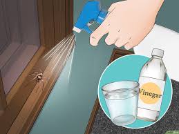 كيفية تخليص المنزل من العناكب 11 خطوة صور توضيحية Wikihow