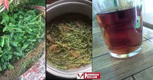 Mulai dari keutamaan, khasiat, bahasa arab, latin, dan artinya. Khasiat Daun Dukung Anak Untuk Lelaki