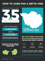 I don't need to tell you that fish don't do too well out of water. A Neat Little Infographic About Proper Betta Fish Care Aquariums