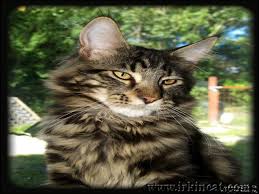 The maine coon is the second most popular breed in america and has earned the nickname (the gentle giant). Details Of Maine Coon Kittens Mn Irkincat Com