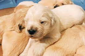 Price can be an indication towards the quality of the puppies breed lines and the breeders reputation. Hannah Burchfield Has Golden Retriever Puppies For Sale In Concord Nc On Akc Puppyfi German Shepherd Puppies Training Doberman Puppy Training Golden Retriever
