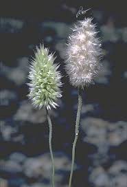 Image result for Enneapogon