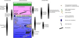 Nuclear Morphologies Their Diversity And Functional Relevance Springerlink