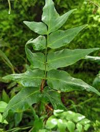 Image result for Anemiaceae