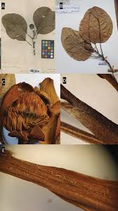 Image result for Magnoliaceae