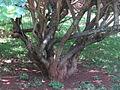 Image result for Premna tanganyikensis