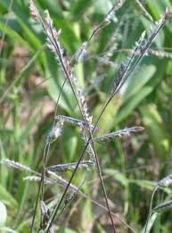 Image result for Eriochloa