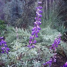 Image result for Lupinus
