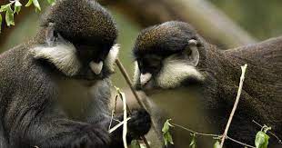 Schmidt X27 S Guenons 2 Of 3 Flickr Photo Sharing Primates Koala Bear Photo Sharing