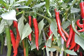 Cayenne pepper is one of the most powerful medicinal herbs in the world. Cili Stock Photos And Images 123rf