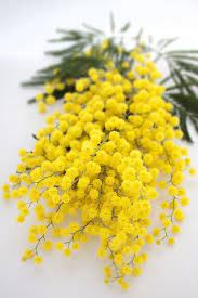 Pin On Flowers