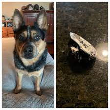 If your coffee maker is not working, check out this nespresso coffee maker troubleshooting guide. While Recycling My Pods One Felt To The Floor My Cattle Dog Decided It Was A Good Idea To Chew It Besides The Caffeine Spike Is There Any Other Danger