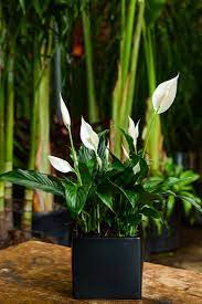 Tabletop Spathiphyllum Peace Lily Hanging Out At The Greenhouse Daily Plant Delivery Nyc And The Tri St Peace Lily Peace Lily Plant Peace Lily Plant Care