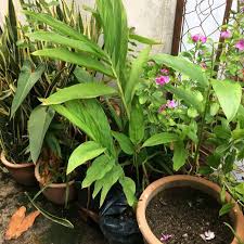 Ia boleh memberikan kesan awet muda kepada yang mengamalkannya. Pokok Bunga Kantan Home Furniture Gardening On Carousell