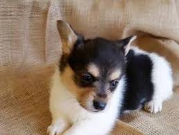 Hudson valley corgis is located in upper dutchess county, new york, about 90 miles north of nyc. Corgi Puppies For Sale New York