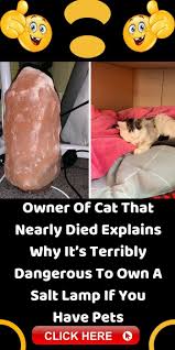 Uv radiation cannot be seen and is not felt immediately, but it is harmful to human tissue in. Owner Of Cat That Nearly Died Explains Why It S Terribly Dangerous To Own A Salt Lamp If You Have Pets Pets Pet Poison Cats