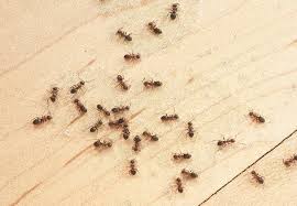 Will sprinkling borax kill ants. Homemade Ant Trap 3 Recipes Bob Vila