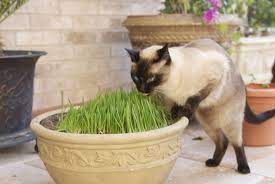 Do You Want To Keep Your Cats From Eating Potentially Harmful Houseplants Or Outdoor Grass Which Sticks To The Back Of Thei Cat Grass Cat Garden Cat Care Tips
