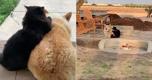 Check spelling or type a new query. Funny Tiktok Videos Of A Cat Massaging A Dog Popsugar Pets