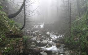 If you're in search of the best rainforest background, you've come to the right place. Rainy Forest Wallpapers Top Free Rainy Forest Backgrounds Wallpaperaccess