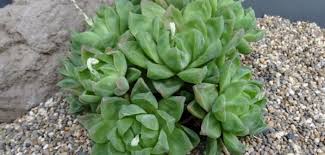 How many species of haworthia succulents are there? Haworthia Cymbiformis World Of Succulents
