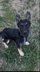 Where did you come up with your dog's name? ☺️ I named my girl Timber  because it's her favorite thing in the world 🌲🥰 (as you can tell 🤣)