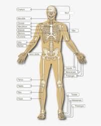 Relating to organs within body cavities axial: Body Parts In Back Side Spanish Hd Png Download Kindpng