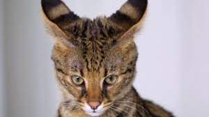 Bengal, british shorthair, burmese, maine coon, russian blue, scottish fold. Classification Of Cat Breeds Py Persian Ragdoll Russian Blue Scottish Fold Siamese Discover Youtube