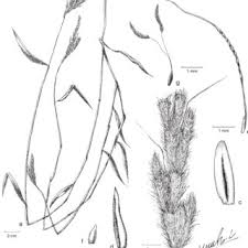 Image result for Cleistachne