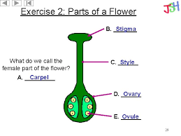 This is the female organ of the flower. Plant Reproduction Flower Parts Pollination Fertilization Seed Dispersal