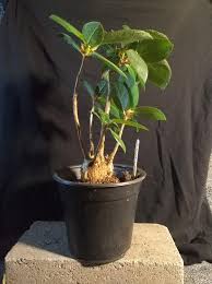 Image result for Ficus abutilifolia