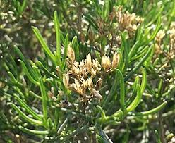 Image result for Pteronia acuminata
