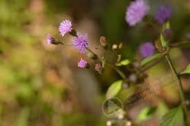 Image result for Vernonia cinerea