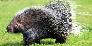 Minimize your dog's movements, and prevent him from rubbing his face if there are quills present, as this may drive quills deeper, making them more difficult or impossible to remove. What To Do If A Porcupine Quills Your Dog