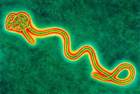 Ebola virus disease (evd) is a rare and deadly disease in people and nonhuman primates. Ebola Virus Expert Analysis On Diagnosis And Prevention Gponline