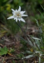 Hello Moment S Edelweiss Flower Dream Garden Wild Flowers