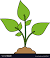 Outdoor Plant