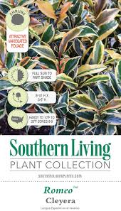 Ace rewards members save 10% off select items with code jul14. Romeo Cleyera Available Online With Plantsbymail Com